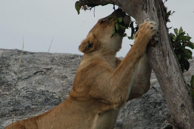 2 Days Tarangire & Ngorongoro Budget Safari Tour Tanzania - Expectations check: wildebeest timing and the reality of rhinos