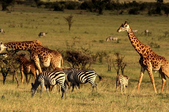 2 Days Tarangire & Ngorongoro Budget Safari Tour Tanzania - Should you book this Tarangire and Ngorongoro budget safari?