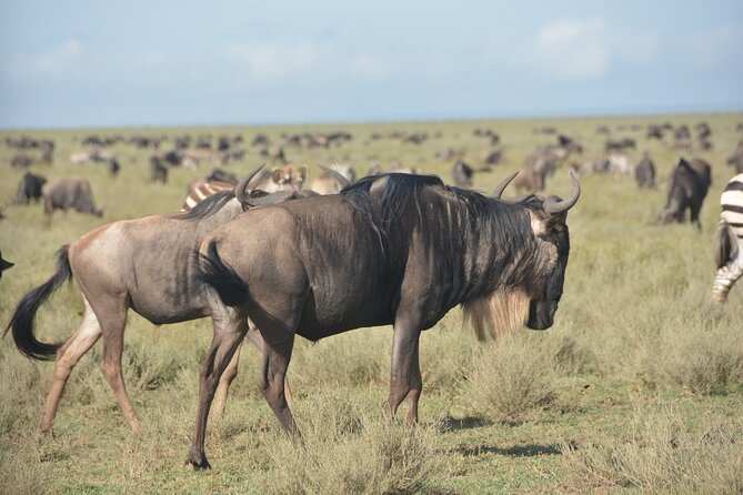 2 Days Tour From Zanzibar to Nyerere National Park (Selous GR) - Great Rufiji River boat safari, hippos and crocodiles included