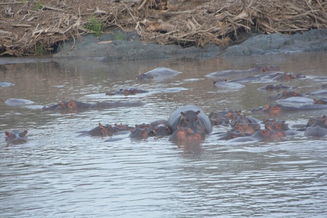 2 Days Tour From Zanzibar to Nyerere National Park (Selous GR) - Who this tour is best for