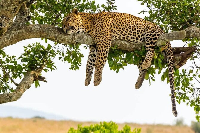 2 days Tour Tarangire & Ngorongoro - Two Parks, One Smooth 2-Day Safari Plan from Arusha