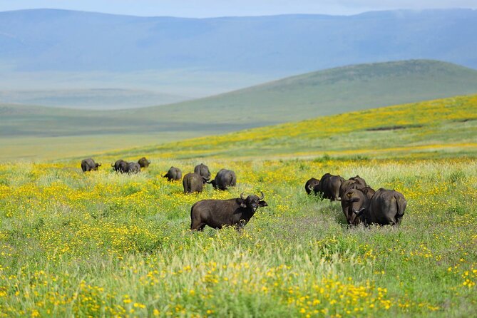 2 days Tour Tarangire & Ngorongoro - Tarangire National Park Highlights, Lions, Cheetahs, and Elephant Action