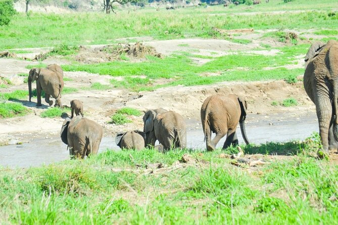 2 days Tour Tarangire & Ngorongoro - What’s Included, Camping Gear, Meals, and the Comfort Reality Check