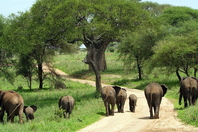 2 days Tour Tarangire & Ngorongoro - Best Fit: Who This Tarangire and Ngorongoro Tour Suits