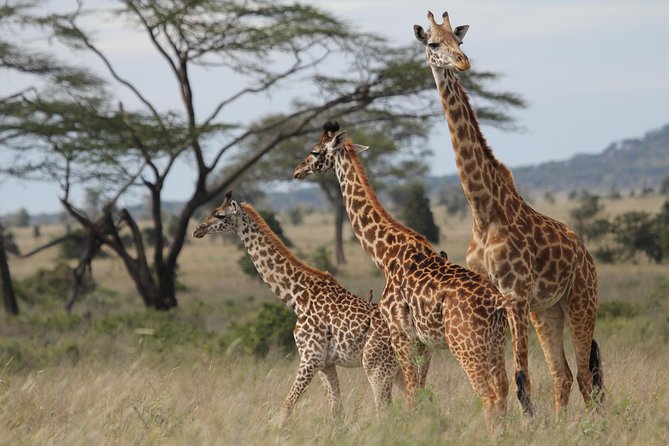 2 Days Wildlife game drives Through Tarangire and Ngorongoro Crater - Getting to the action from Arusha, start-to-finish