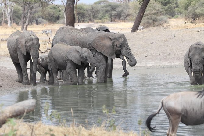 2 Days Wildlife game drives Through Tarangire and Ngorongoro Crater - The vehicle setup that makes a big difference