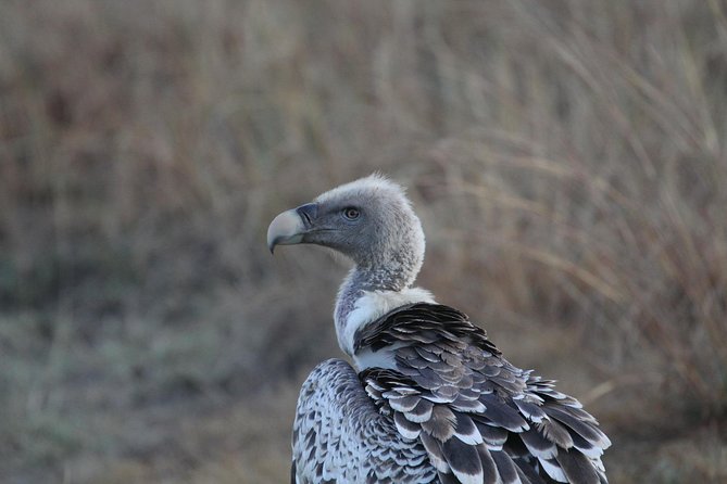 2 Days Wildlife game drives Through Tarangire and Ngorongoro Crater - Who this two day safari suits best