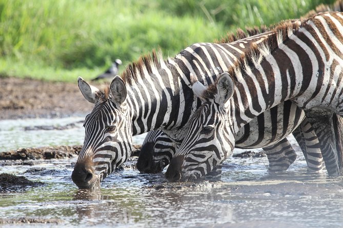 2 Days Wildlife game drives Through Tarangire and Ngorongoro Crater - Day 1 in Tarangire National Park: elephants, baobabs, and a full day rhythm