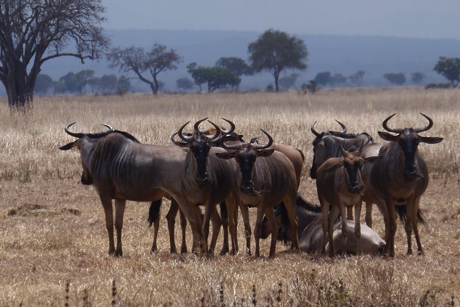 2 Days Wildlife Safari in Mikumi National Park - Getting to Mikumi: Dar es Salaam or Morogoro Pickup