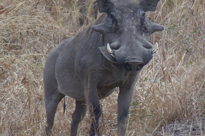 2 Days Wildlife Safari in Mikumi National Park - Day 2 Morning Drives, Breakfast in the Park, and Return