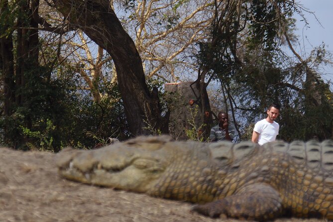 2 Days Wildlife Safari in Mikumi National Park - Where You Stay: Mikumi Park Cottages or Tanswiss Lodge