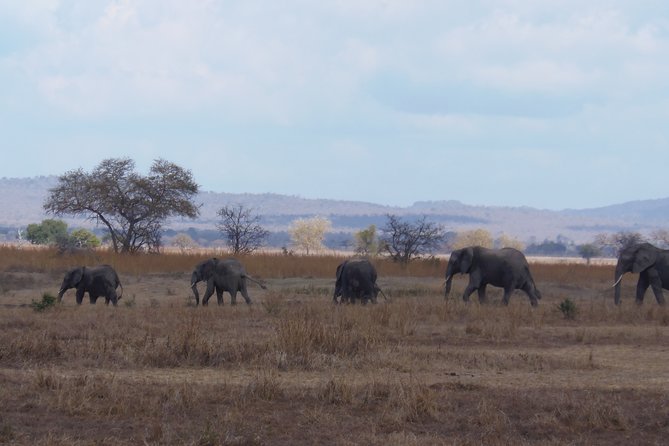 2 Days Wildlife Safari in Mikumi National Park - Wildlife Expectations: What You Can See in Two Days