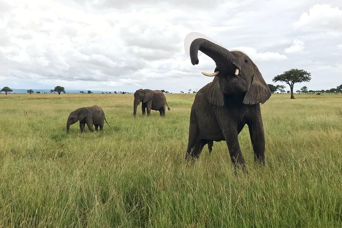 2 nights 3 days safari to mikumi national park - The Quick Take: Is This Mikumi Safari a Good Deal?