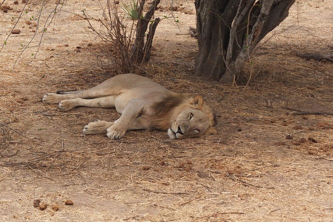 2 nights 3 days safari to mikumi national park - Private Pickup From Dar es Salaam: Your Day Starts at 6:30am