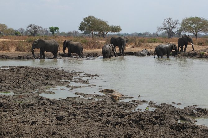 2 nights 3 days safari to mikumi national park - What You Can Spot in Mikumi: Big Cats, Big Elephants, and the Small Stuff Too