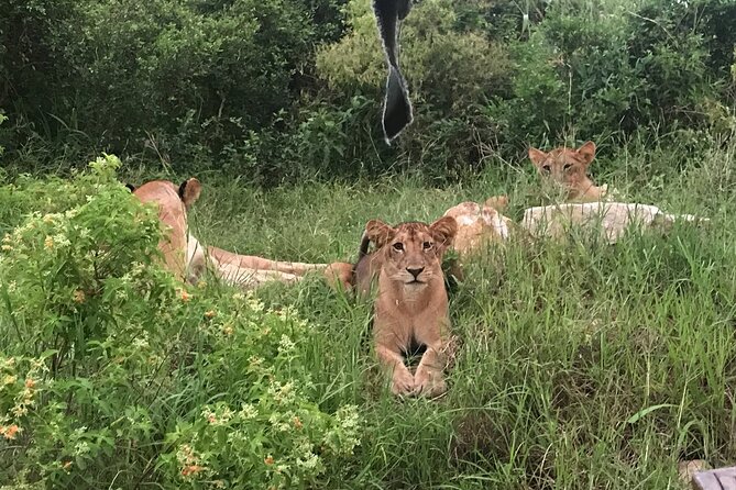 2 nights 3 days safari to mikumi national park - Price and Logistics: Why $650 Can Be Fair, If You Confirm the Details