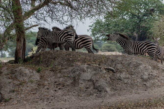 3-Day / 2 Nights Group Safari Serengeti & Ngorongoro Crater - Arusha mornings: the 6:00 to 6:30 departure rhythm