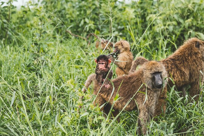 3-Day / 2 Nights Group Safari Serengeti & Ngorongoro Crater - Day 2 in Serengeti: sunrise search, then more drives through the park