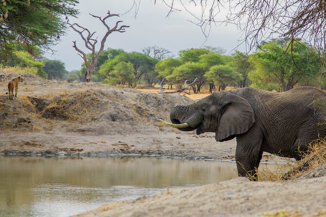 3-Day / 2 Nights Group Safari Serengeti & Ngorongoro Crater - Day 3 Ngorongoro crater: packed lunch and close-range wildlife