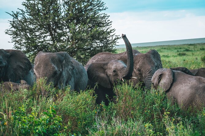 3-Day / 2 Nights Group Safari Serengeti & Ngorongoro Crater - Camping comfort: what is included (and what you should mentally prepare for)