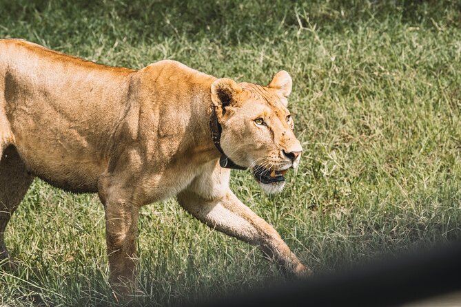 3-Day / 2 Nights Group Safari Serengeti & Ngorongoro Crater - The guide and the group size difference you will feel