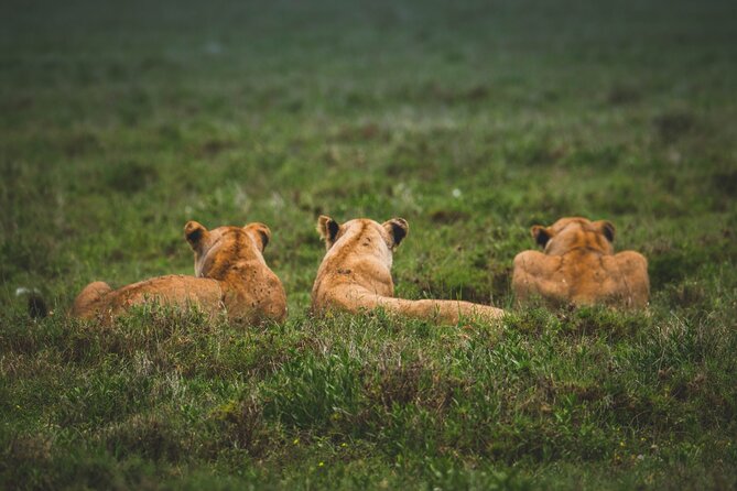 3-Day / 2 Nights Group Safari Serengeti & Ngorongoro Crater - Price and value: does $1,080 make sense for this route?