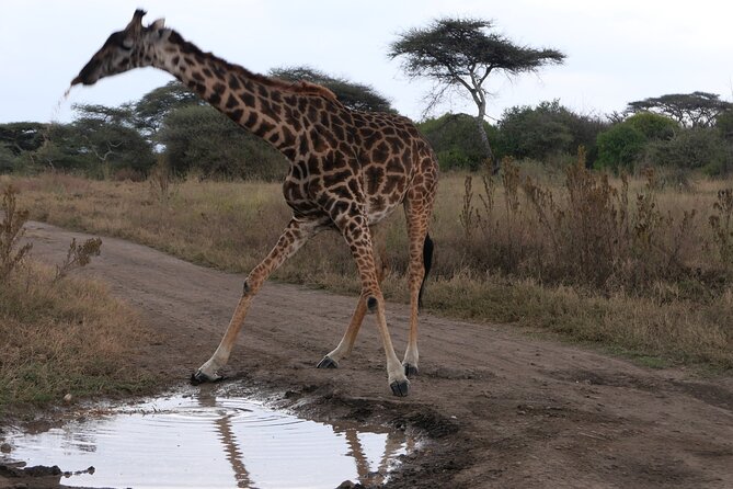 3-Day / 2 Nights Group Safari Serengeti & Ngorongoro Crater - Day 1 in Serengeti: afternoon game drive plus big first sightings