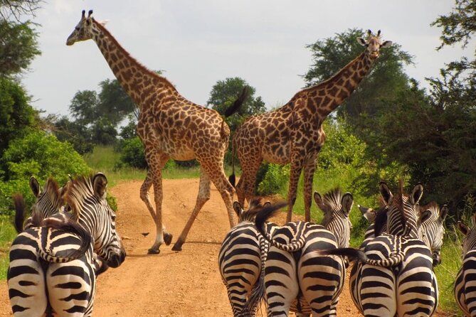 3-Day at Dar es Salaam To Selous GR (Nyerere NP) Game, Boat & Walking Safari - Key things I’d circle before you book