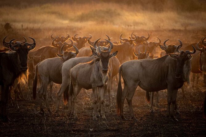 3-Day Camping Safari Tarangire, Lake Manyara & Ngorongoro crater - How the 3-day route actually works (and why it’s a smart way to see Tanzania)