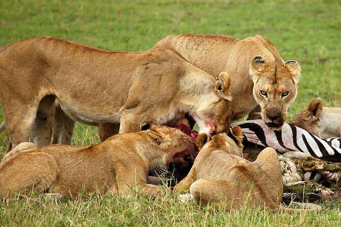 3-Day Camping Safari Tarangire, Lake Manyara & Ngorongoro crater - Value check: is $735 per person a good deal?