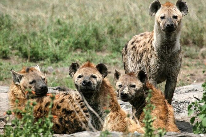 3 Day Classic, Guided Serengeti Safari - Key things to know at a glance