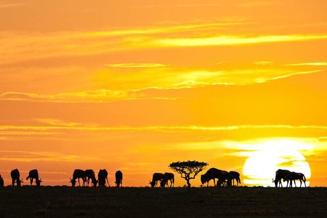 3 Day Classic, Guided Serengeti Safari - Day 1 from Arusha: get oriented, then hit Serengeti
