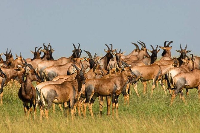 3 Day Classic, Guided Serengeti Safari - Day 2 is the big one: full game drive plus a picnic lunch