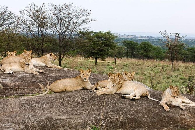 3 Day Classic, Guided Serengeti Safari - Big Five focus: what it means for your expectations