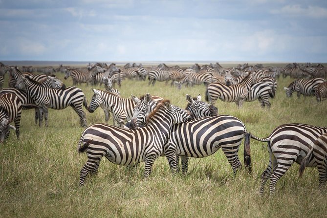 3-Day Classic Serengeti Safari - A 3-day Serengeti and Ngorongoro plan that fits real schedules