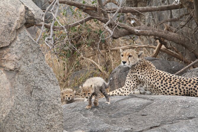 3-Day Classic Serengeti Safari - Day 1: Hotel pickup in Arusha, then your first Serengeti game drive