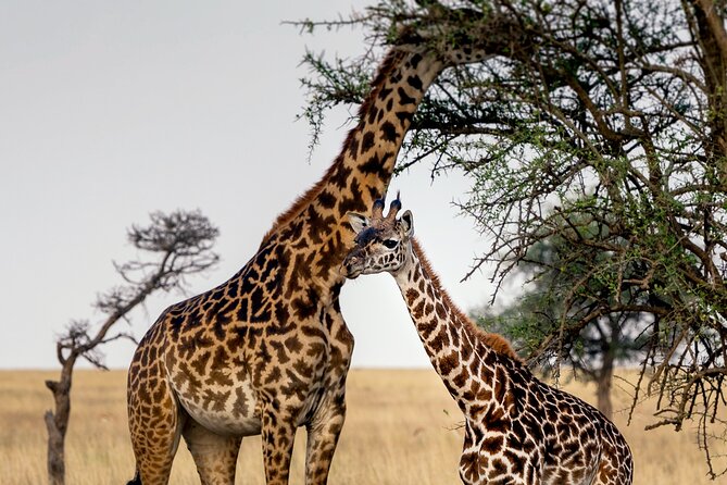 3-Day Luxury Safari Private Tour Tarangire and Ngorongoro - Luxury Safari, Private Jeep Time, and a Driver Who Knows the Circuit
