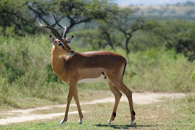 3-Day Luxury Safari Private Tour Tarangire and Ngorongoro - Tarangire National Park: Baobabs, the River, and Elephant Density