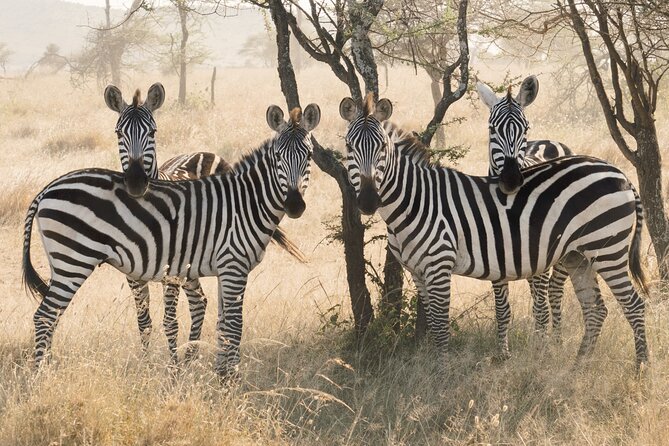 3-Day Luxury Safari Private Tour Tarangire and Ngorongoro - Pickup, Timing, and What Makes Private Feel Worth It