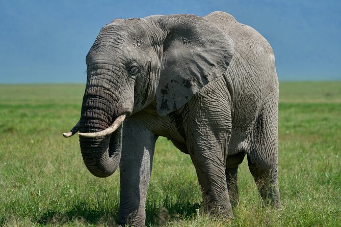 3-Day Luxury Safari Private Tour Tarangire and Ngorongoro - Day 1 in Arusha: Arrive, Get Oriented, and Save Your Energy