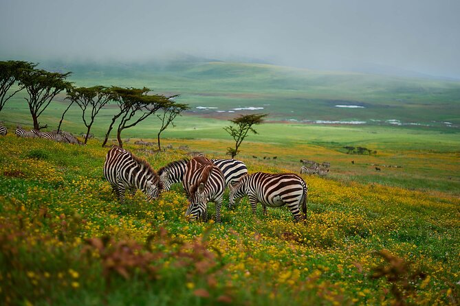 3-Day Manyara, Tarangire and Ngorongoro Crater - Tarangire National Park: elephants, baobabs, and seasonal movement