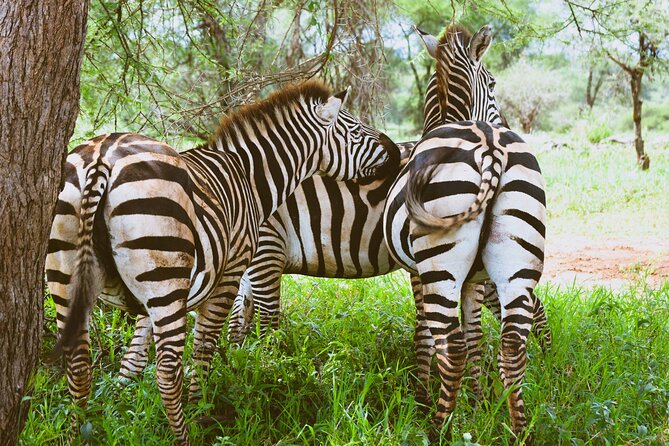 3-Day Manyara, Tarangire and Ngorongoro Crater - Price and logistics, what you’re really paying for