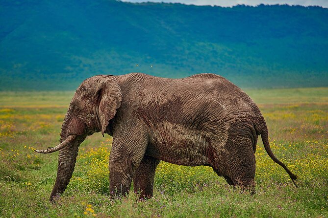 3-Day Manyara, Tarangire and Ngorongoro Crater - The real rhythm of your day: early starts, big windows, and scanning