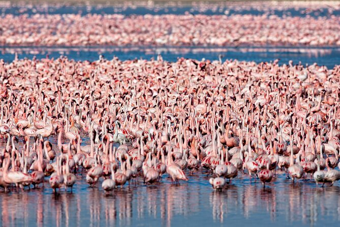 3-Day Private Safari to Lake Manyara, Tarangire & Ngorongoro - Tarangire National Park: Baobabs, Tree-Climbing Pythons, and Big Elephant Odds