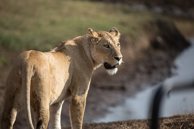3 Day Private Serengeti Safari Tour with One Way Flight - Serengeti by flight, crater by drive