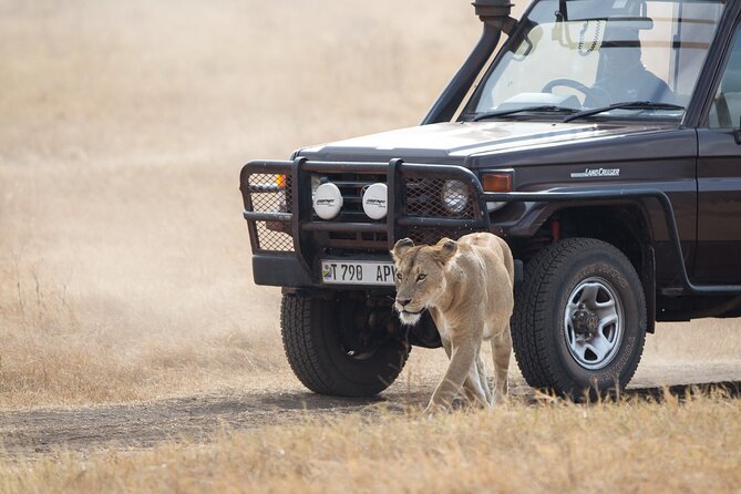 3 Day Private Serengeti Safari Tour with One Way Flight - Day 3: Ngorongoro Crater descent and what the open plains give you