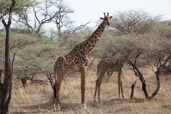 3 Day Private Serengeti Safari Tour with One Way Flight - Guides make or break the safari, and these names are showing up