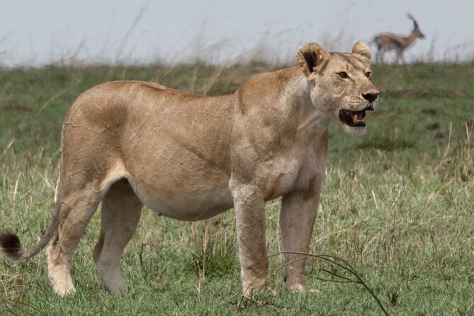 3 Day Private Serengeti Safari Tour with One Way Flight - Lodging and meals across the 3 days