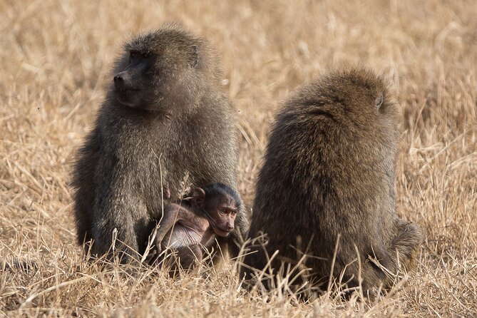 3 Day Private Serengeti Safari Tour with One Way Flight - Private tour pace: how to avoid safari fatigue