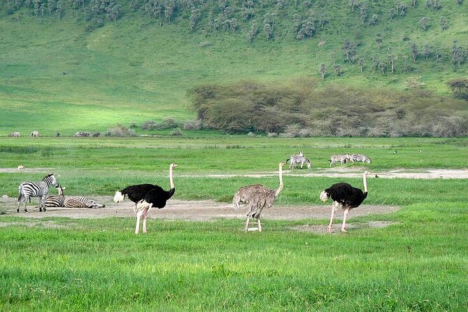 3 Day Safari Expedition from Arusha - Tarangire Wildlife Viewing: What You Can Realistically Expect